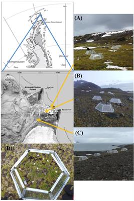 Warmer Temperatures Affect the in situ Freezing Resistance of the Antarctic Vascular Plants